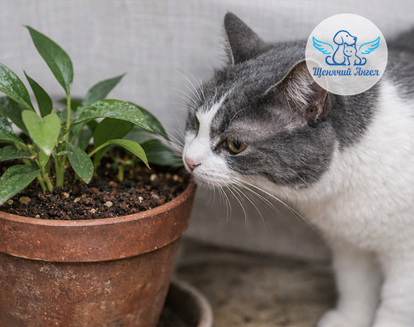 Почему кошки выкапывают цветочные горшки