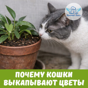 Почему кошки выкапывают цветочные горшки