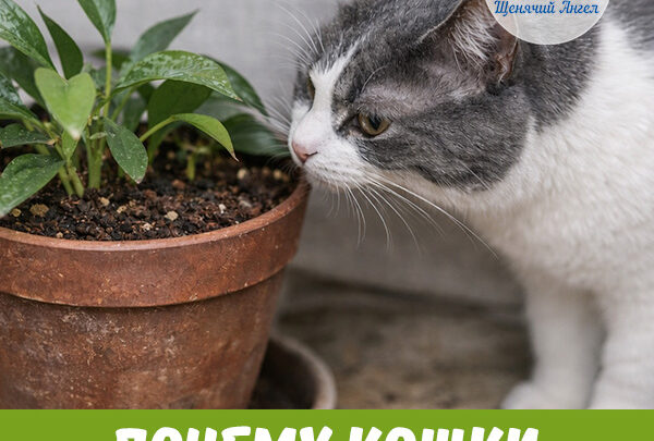 Почему кошки выкапывают цветочные горшки