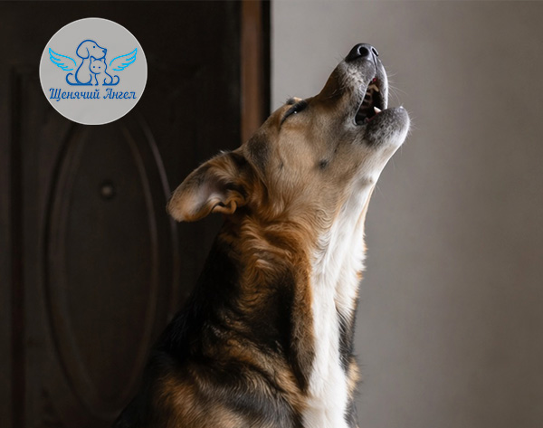 Почему собака воет