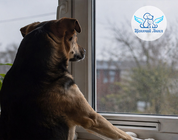 Почему собака воет