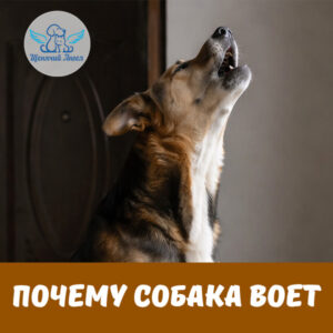 Почему собака воет
