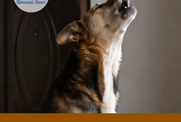 Почему собака воет