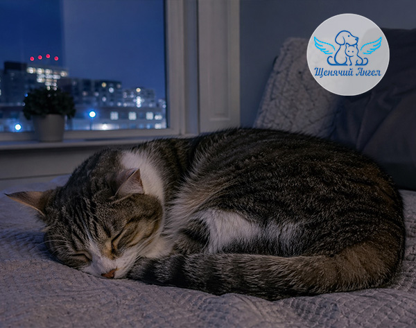 ПОЧЕМУ ОДНИ КОШКИ НОЧЬЮ СПЯТ, А ДРУГИЕ НЕТ