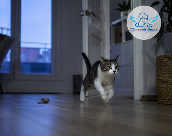 ПОЧЕМУ ОДНИ КОШКИ НОЧЬЮ СПЯТ, А ДРУГИЕ НЕТ