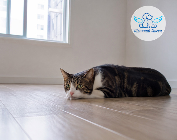 ПОЧЕМУ ОДНИ КОШКИ НОЧЬЮ СПЯТ, А ДРУГИЕ НЕТ