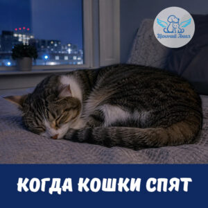 ПОЧЕМУ ОДНИ КОШКИ НОЧЬЮ СПЯТ, А ДРУГИЕ НЕТ