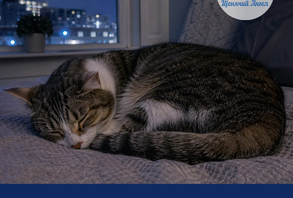 ПОЧЕМУ ОДНИ КОШКИ НОЧЬЮ СПЯТ, А ДРУГИЕ НЕТ