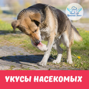 УКУСЫ НАСЕКОМЫХ
