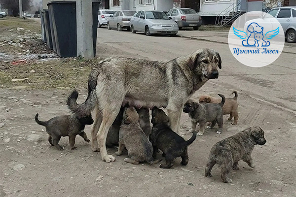 Щенули-и-мама-живите