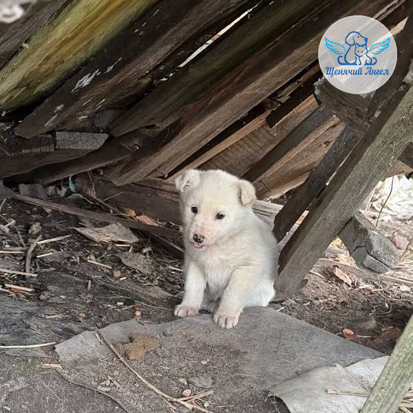 Три-щенка-живите