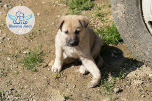 Вишенка: Покалеченная щенуля просит помощи!
