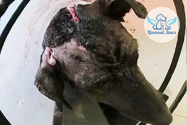 Рана Яши не заживает из-за инфекции: НУЖНА ПОМОЩЬ!