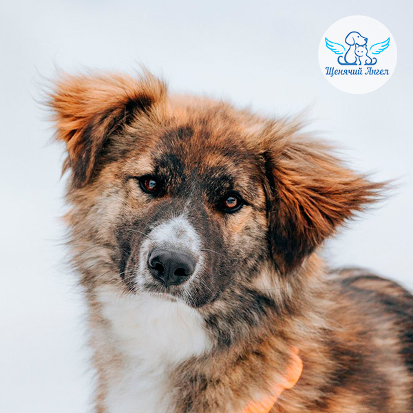 Шанс готов познакомиться со своей будущей семьёй