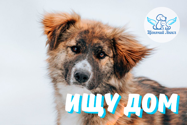 Шанс готов познакомиться со своей будущей семьёй