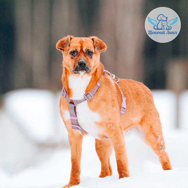 Добрая, весёлая и по-настоящему классная девочка Лисёнок ищет дом!