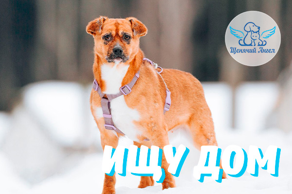 Добрая, весёлая и по-настоящему классная девочка Лисёнок ищет дом!