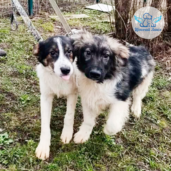 Щенята Каспер, Коди, Кира и Карат из Козельска проходят карантин