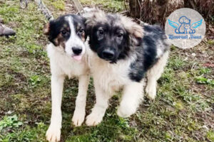 Щенята Каспер, Коди, Кира и Карат из Козельска проходят карантин