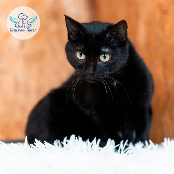 Джесс – Ищу Дом