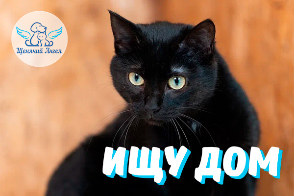 Джесс – Ищу Дом