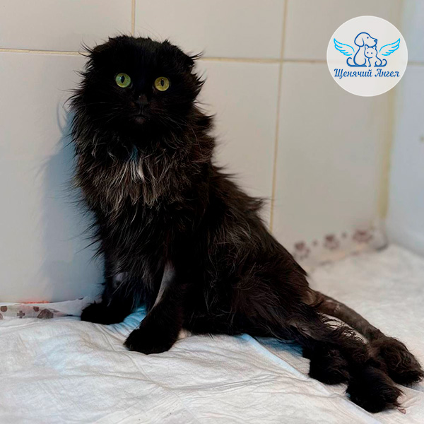 Уголёк после осмотра хирурга