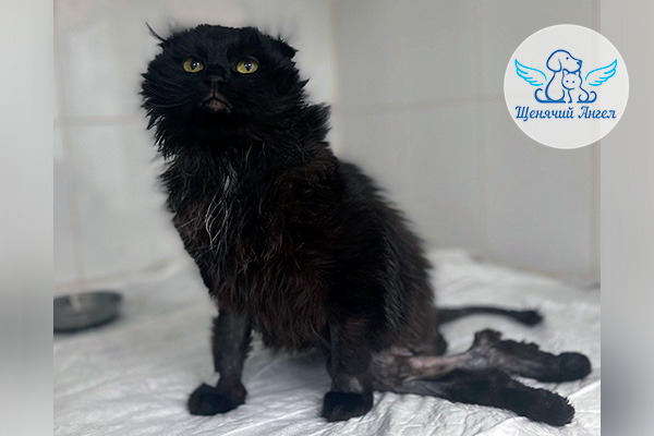 Уголёк после осмотра хирурга