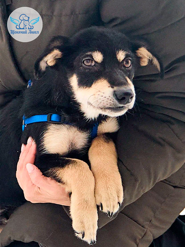 Маленький герой Кроха ищет семью