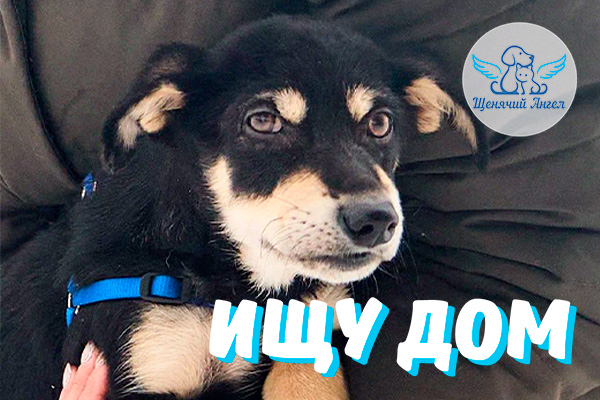 Маленький герой Кроха ищет семью