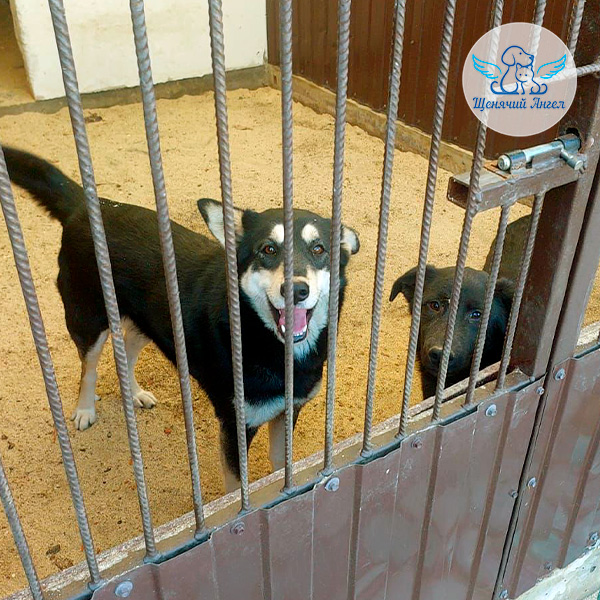 Переезд мамы Рыбки и малышей