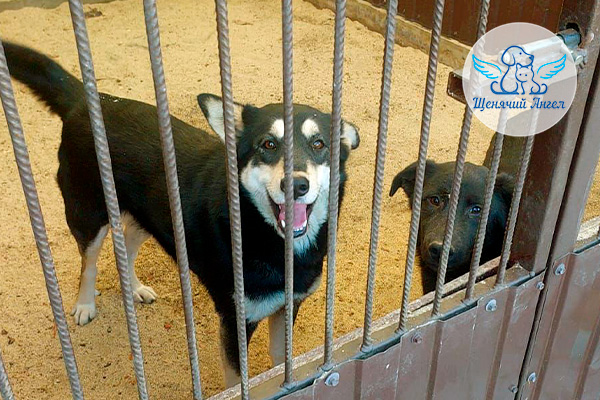 ЖП_2026-04_15_Мама_Рыбка_и_малыши_3x2 Переезд мамы Рыбки и малышей