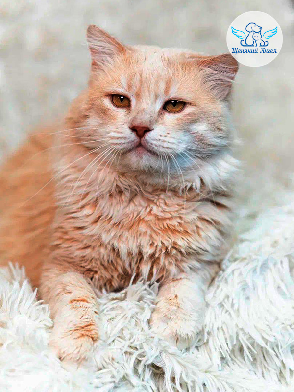 Котик Тоша – Ищу Дом