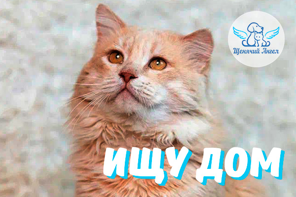 Котик Тоша – Ищу Дом