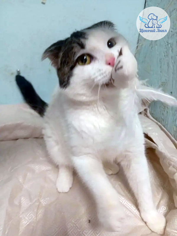 Прогресс у котика Марко