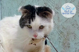 Прогресс у котика Марко