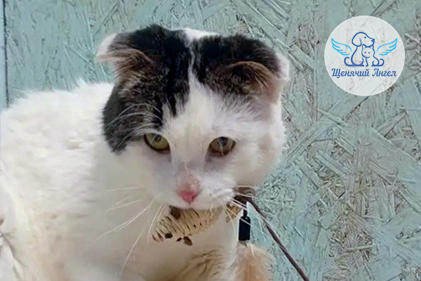 Прогресс у котика Марко