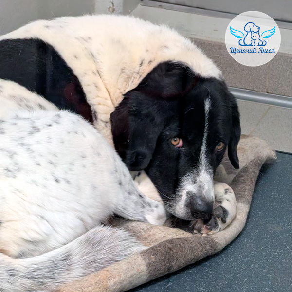 Жизнь наших подопечных 24.04.2026: Ричард продолжает борьбу за здоровье