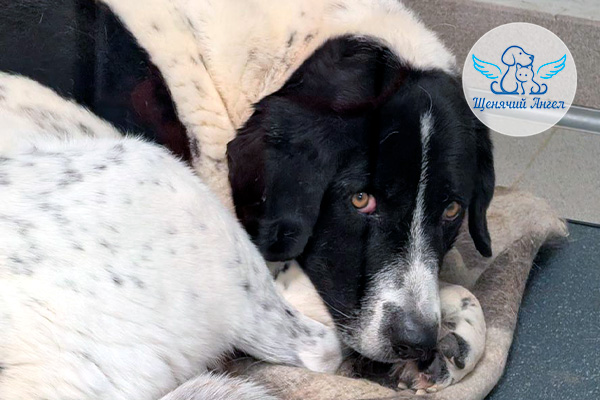 Жизнь наших подопечных 24.04.2026: Ричард продолжает борьбу за здоровье