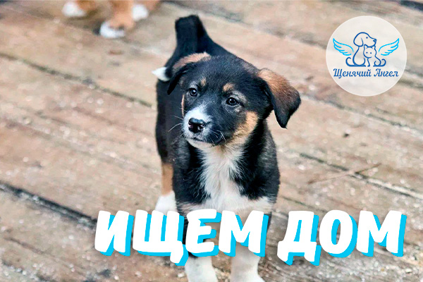 ЖП_2026-04_25_17_щенят_Ищут_Дом_3x2