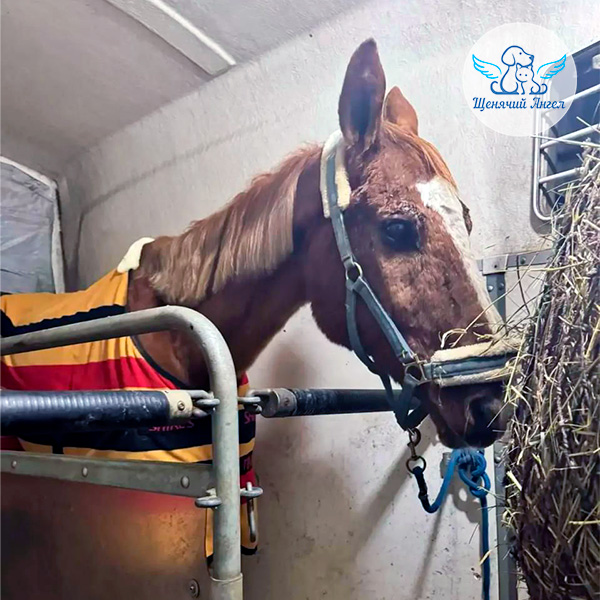 Наш невозмутимый конь Юлий прошёл обследования