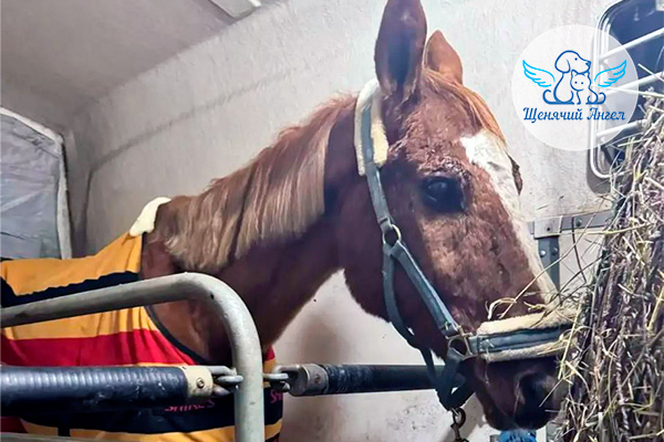 Наш невозмутимый конь Юлий прошёл обследования