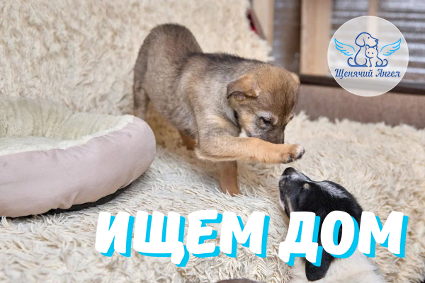 ЖП_2026-05_04_Жасмин_и_Жума_Ищут_Дом_600х400