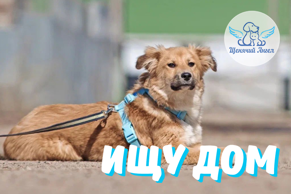 ЖП_2026-05_19_Джой_Ищу_Дом_600х400