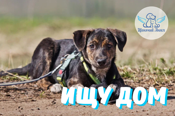 ЖП_2026-05_21_Эштон_Ищу_Дом_600х400 ЖП_2026-05_21_Эштон_Ищу_Дом_600х400