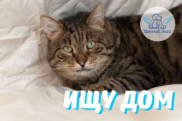 ЖП_2026-05_25_Шпрот_Ищу_Дом_600х400