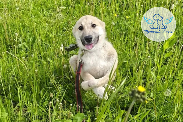 ФД_2026_06_24_Вишенка ФД_2026_06_24_Вишенка