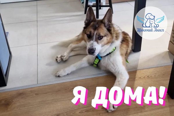 Н_2026-06_09_Ушан_Я_Дома_600x400 Н_2026-06_09_Ушан_Я_Дома_600x400