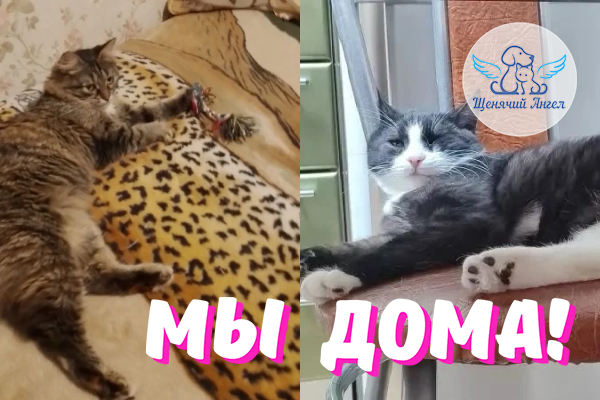 Н_2026-06_24_Триша_Орео_Мы_Дома Н_2026-06_24_Триша_Орео_Мы_Дома