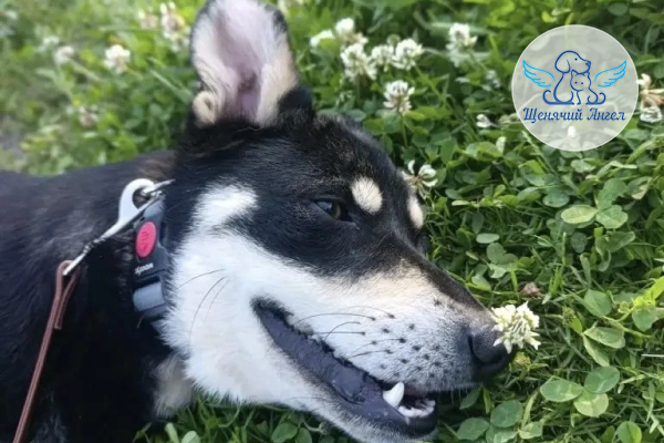 ФД_2026_07_07_Кроха