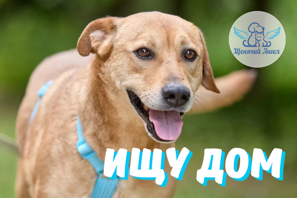 ЖП_2026_07_28_Капитан_Барбосса_Ищу_Дом